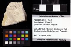 Foto (Objket + Etiketten) von Isopoda indet. 